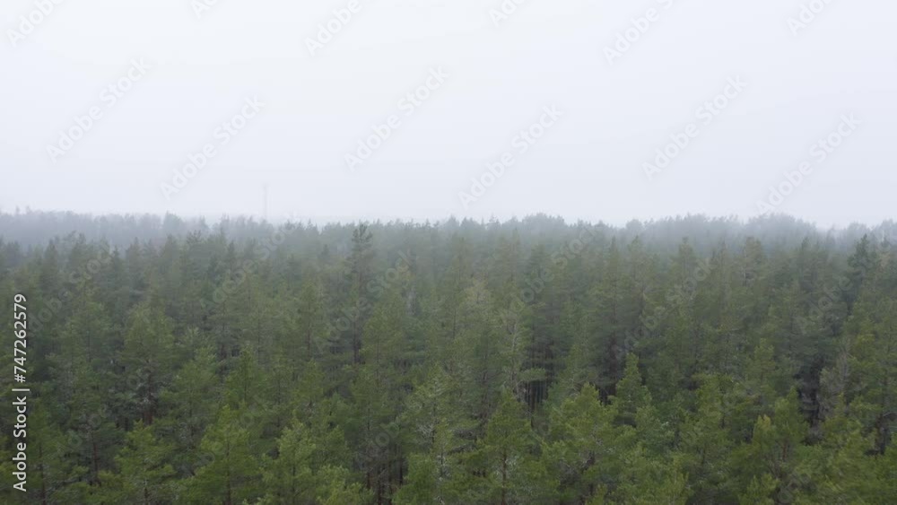 Trees in the forest Trees in the forest