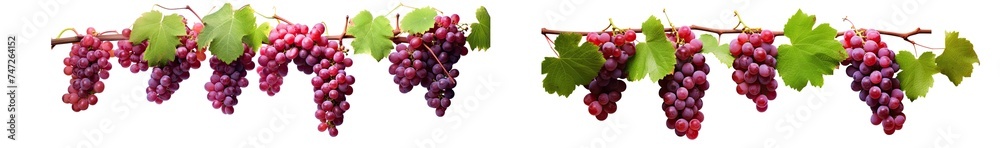 red grapes on a branch with leaves. vine or ivy. isolated on a transparent background. PNG, cutout, or clipping path.	
