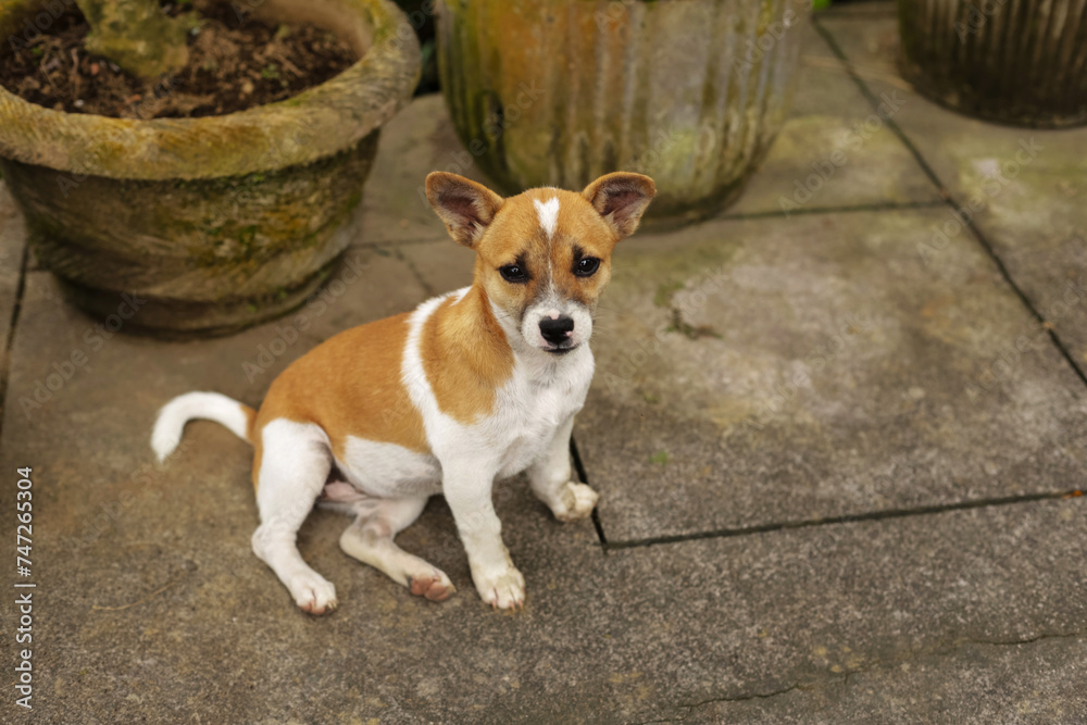 Cute puppy sitting in the yard. Funny white and brown dog on the lawn. Dog Care Concept Cute puppy sitting in the yard. Funny white and brown dog on the lawn. Dog Care Concept