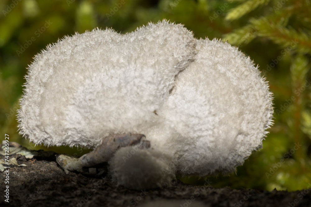 Obraz premium Hericium erinaceus mushroom fungus white with hairs tree trunk horizontal