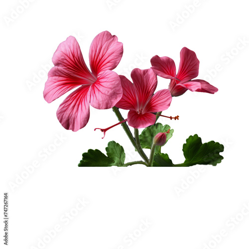 gerbera daisy isolate on transparent background, png
