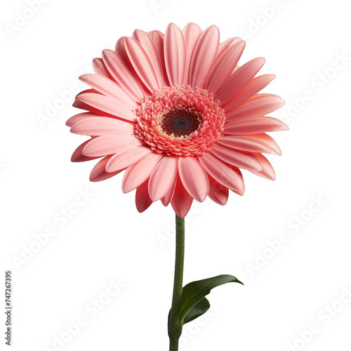 gerbera daisy isolate on transparent background, png