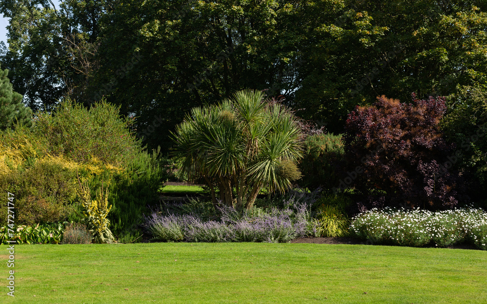 Obraz premium A yucca palm tree in a botanical garden, park. Amazing green beautiful flora