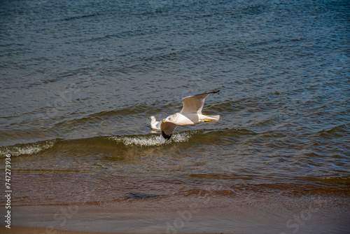 seagull in flight over the water
