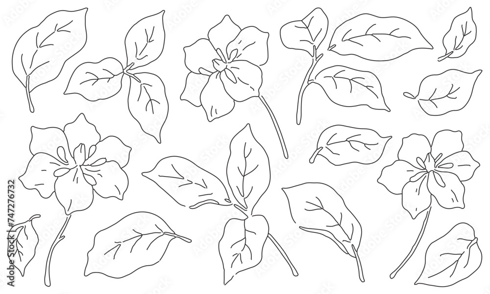 Fototapeta premium Set of sketch plants. Minimalist line art flowers, leaves isolated on white background. Outline drawing of botanist in collection. Floral graphic design elements, hand drawn flora. Vector illustration