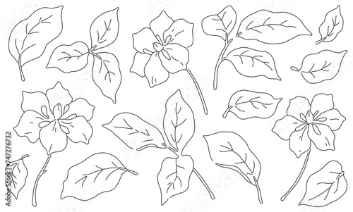 Set of sketch plants. Minimalist line art flowers, leaves isolated on white background. Outline drawing of botanist in collection. Floral graphic design elements, hand drawn flora. Vector illustration