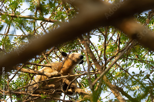 Collared Anteater, Lesser Anteater (Tamandua tetradactyla) in the subtropical rainforest of argentina photo