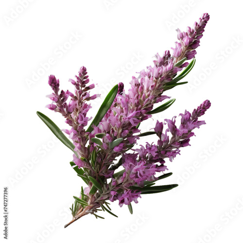 heather flower isolate on transparent background  png