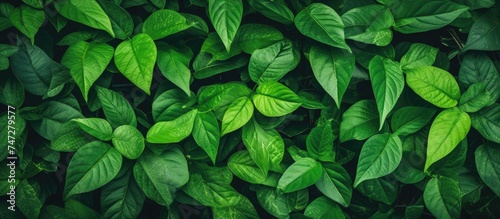 This close-up view showcases a vibrant green leafy wall, highlighting the intricate patterns and textures of the lush foliage. Each leaf is densely packed, creating a dense and visually striking green photo