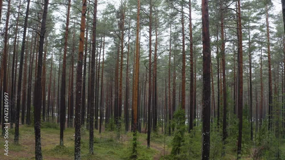 Trees in the forest Trees in the forest