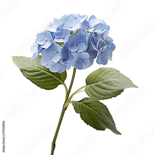 hydrangea isolated on transparent background, png