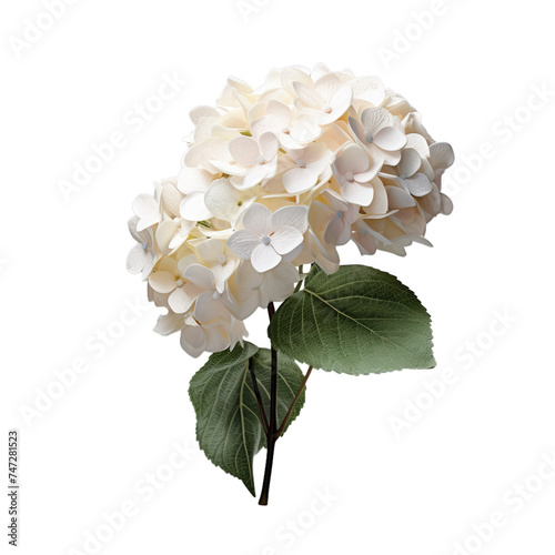 hydrangea isolated on transparent background, png