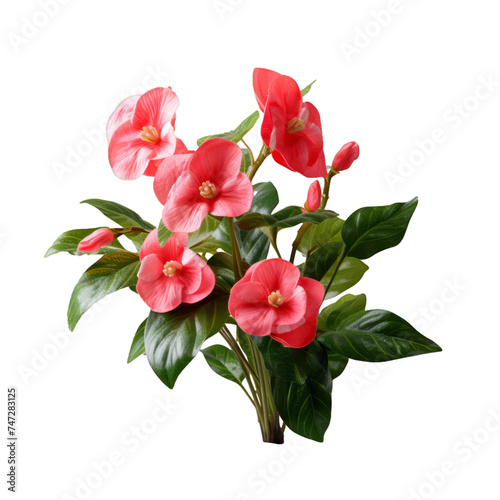 impatiens isolated on transparent background, png