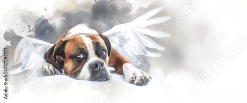 Pet, Bereavement A Watercolor Tribute  For The Loss Of A Pet.  A Pet Boxer Dog With White Feather Wings. photo