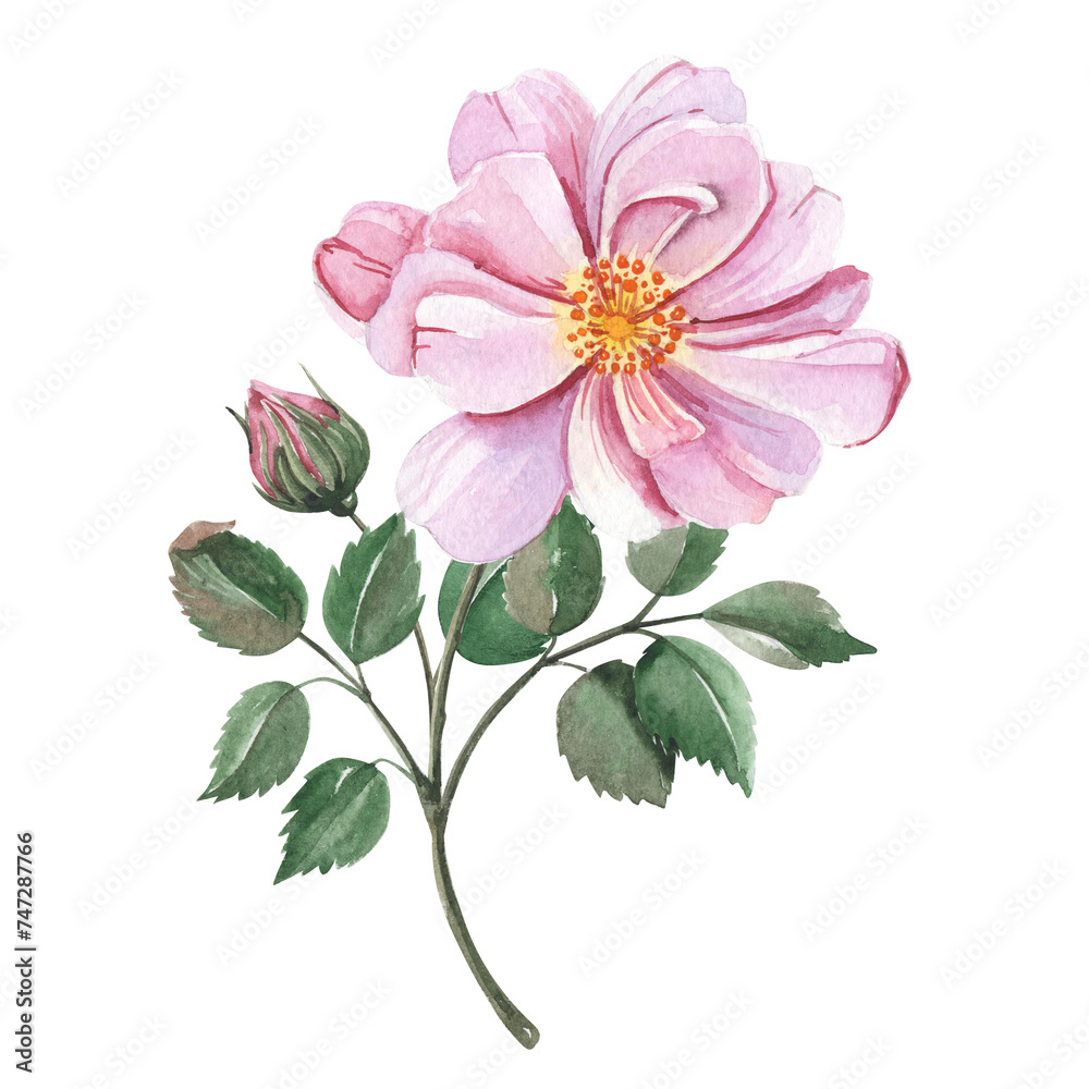 Watercolor pink flower isolated on white. Botanical illustration.