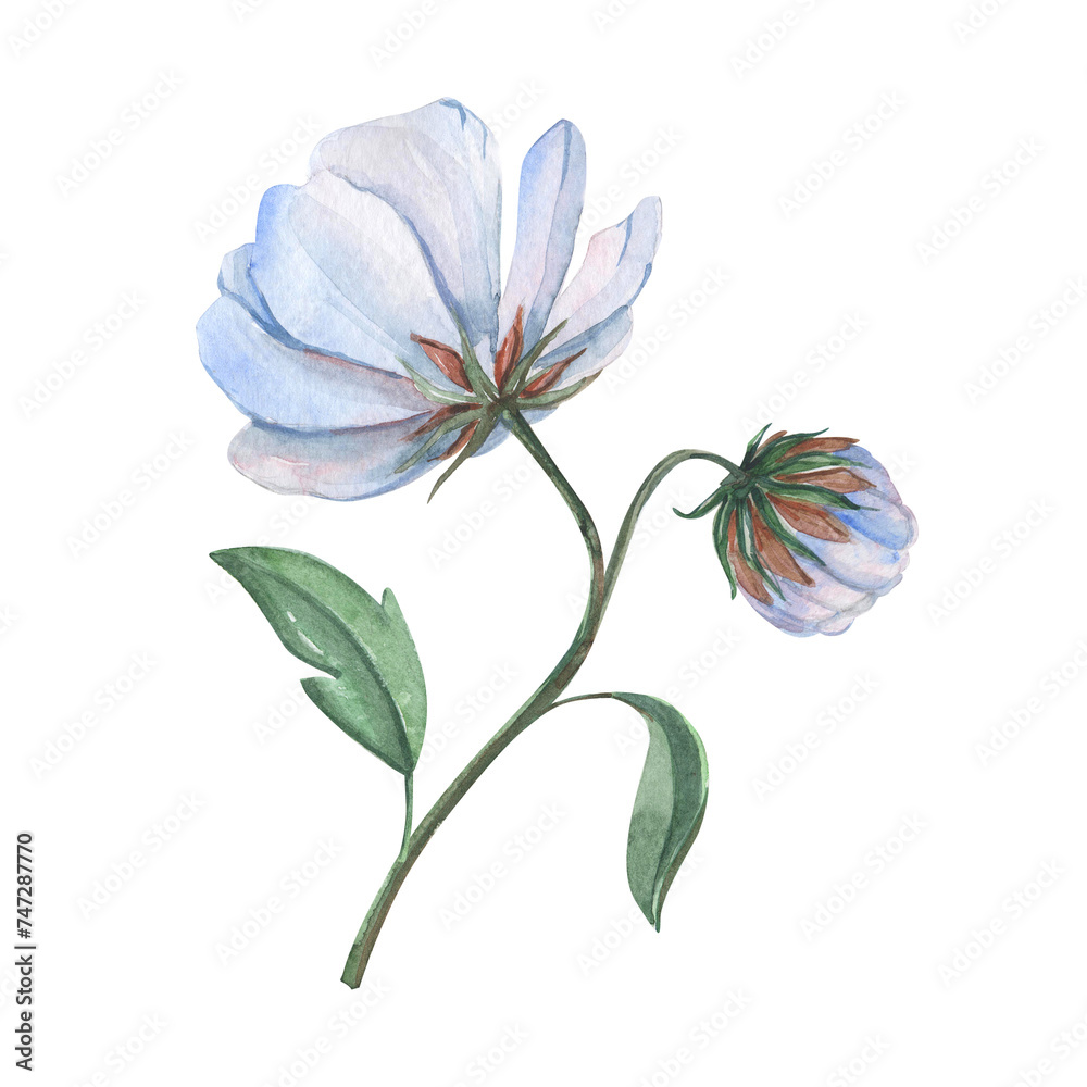 Watercolor blue anemone isolated on white. Botanical hand-drawn illustration.