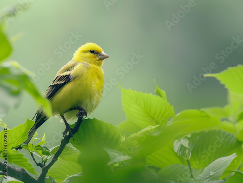 A bright yellow bird perched among vibrant green leaves, creating a tranquil natural scene.