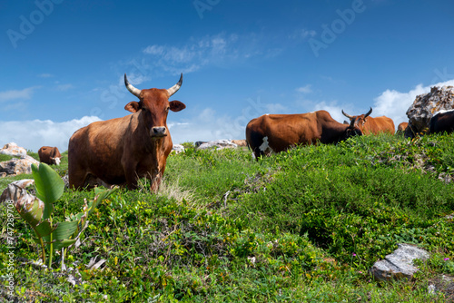 Nguni Cattle on the Wild Coast of the Eastern Cape are a very familiar sight. I originally hail from this part of the world and the Beach Cows, South Africa photo