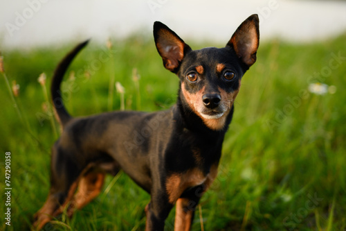 Portrait of a smooth-haired Russian Toy Terrier dog on a natural background. An indoor and decorative dog, a faithful companion for humans .Walking pets in park .