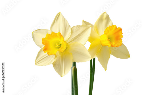 a high quality stock photograph of a single narcissus flower full body isolated on a white background