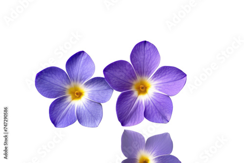 a high quality stock photograph of a single periwinkle flower full body isolated on a white background