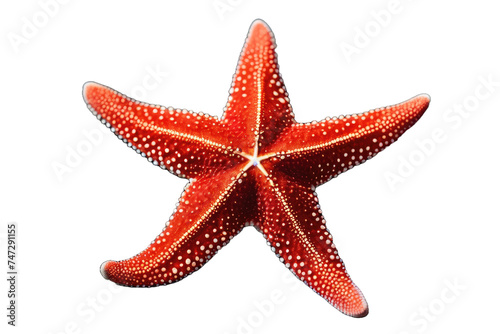 a high quality stock photograph of a single red starfish isolated on a white background