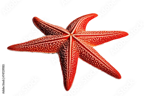 a high quality stock photograph of a single red starfish isolated on a white background