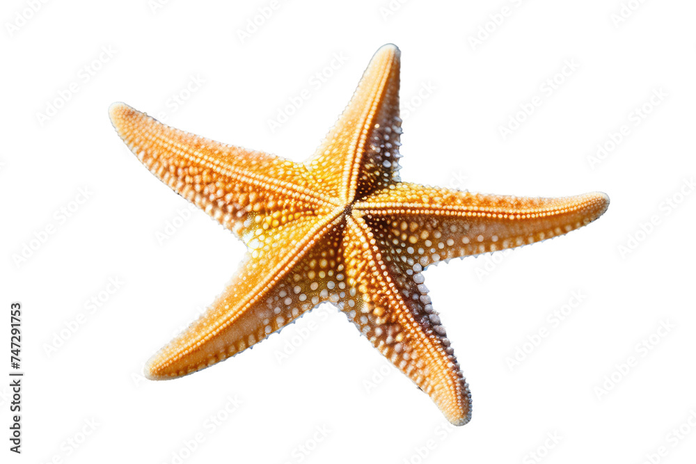 a high quality stock photograph of a single starfish isolated on a white background a high quality stock photograph of a single starfish isolated on a white background