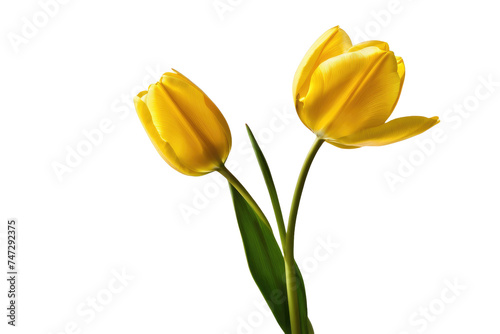 a high quality stock photograph of a single yellow tulip flower full body isolated on a white background