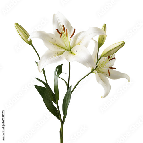 lily isolated on transparent background, png © road to millionaire