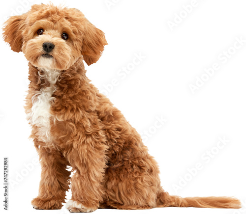 Amusing fluffy friend. Portrait of little dog, Maltipoo breed with red fur looking at camera against transparent background. Dog after grooming. Love, care and animal health, veterinary concept