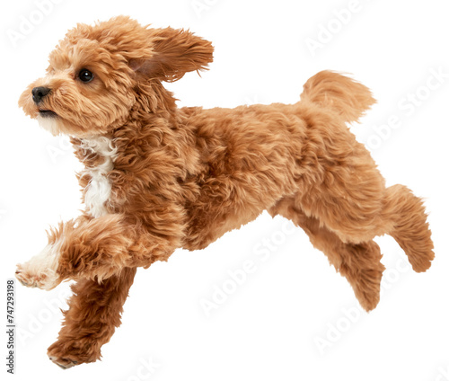 Carefree doggy. Portrait of cute joyful animal, Maltipoo with red fur jumping in motion against transparent background. Pet looks healthy and happy. Friend, love, care and animal health concept
