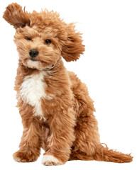 Flying doggy ears. Portrait of cute, joyful animal Maltipoo breed with red fur and big eyes, pet posing against transparent background. Close up. Love, care and animal health, veterinary concept