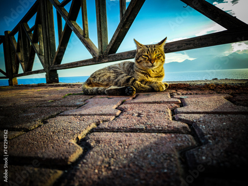 Fototapeta Naklejka Na Ścianę i Meble -  Street cat lying on the paving stones, Antalya, Turkey