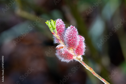 Pink catkin of the Willow Mount Aso photo