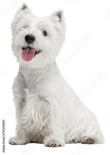 Portrait of funny, cute, fluffy white West Highland Terrier posing against transparent background. Concept of love care, pet lovers, veterinary, companionship. Copy space.