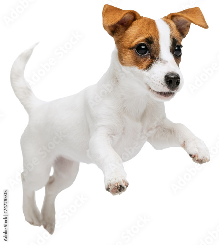 Portrait of cute playful puppy of Jack Russell Terrier jumping in motion against transparent background. Dog looks happy and graceful. Concept of motion, beauty, vet, breed, pets, animal life.
