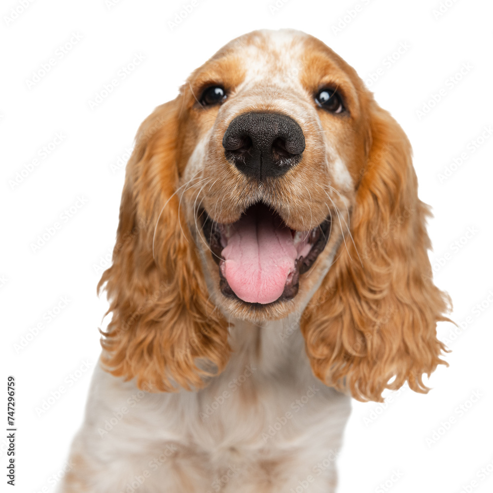 Cute smiling Cocker Spaniel dog, lovely puppy isolated over white background. Close-up muzzle. Concept of motion, movement, pets love, animal life. Looks happy, graceful. Copy space. Ad