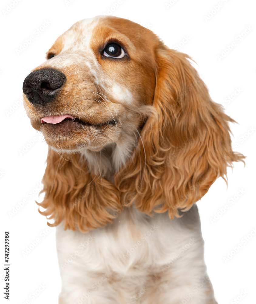 Close-up muzzle of cute Cocker Spaniel dog looking upward with tongue sticking out isolated over white background. Concept of movement, pet love, animal life, domestic animals. Looks happy, graceful.