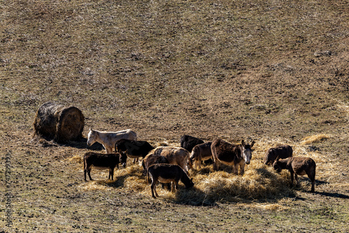 Gorgiano Sicoli, Italy Donkeys eating hay in a field. photo