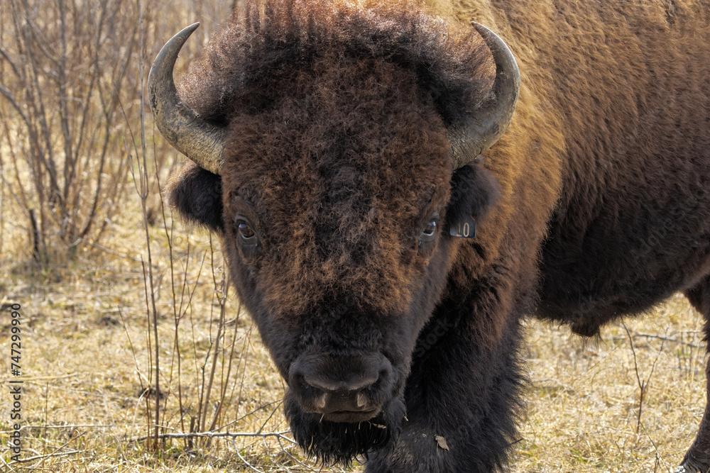 Portrait of a Buffalo Looking at the Photographer Portrait of a Buffalo Looking at the Photographer
