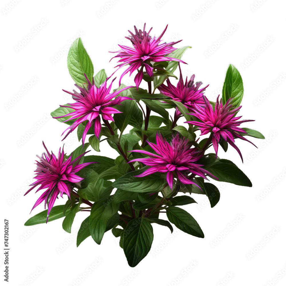 Obraz premium monarda isolated on transparent background, png