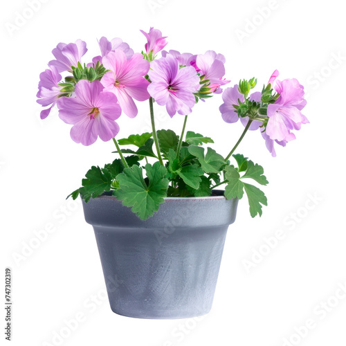 Pink geranium in a pot. Isolated on transparent background.