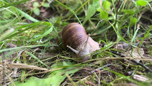 Garden Snail Slowly Moving On The Green Nature Landscape. A snail crawls in the grass. Close-up Macro