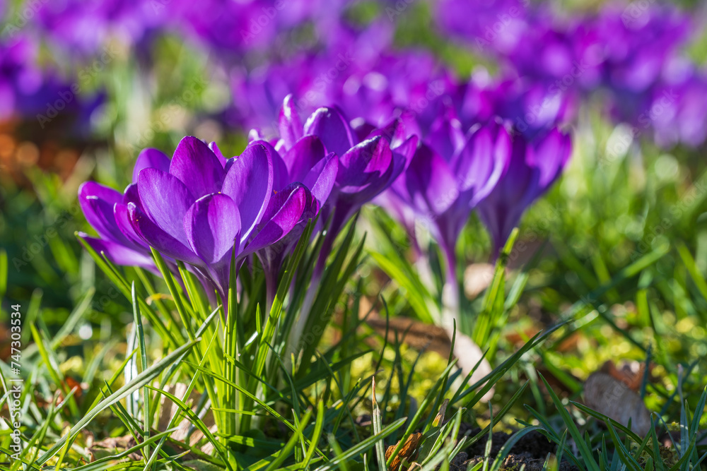 Close-up of purple blooming crocuses in the park of Wiesbaden Close-up of purple blooming crocuses in the park of Wiesbaden