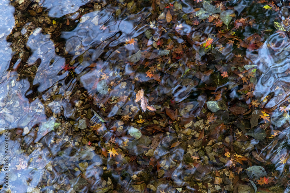 Fallen maple leaves in the water in autumn