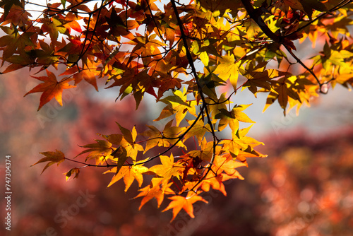 View of the maple trees and leaves in autumn