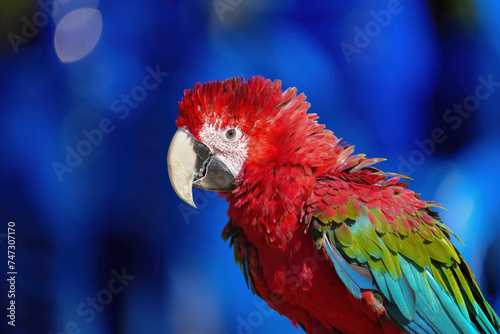 greenwing macaw  free flying parrot photo