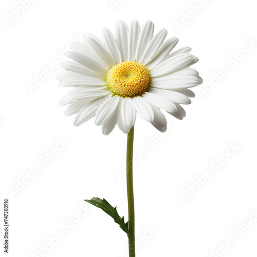 oxeye daisy isolated on transparent background  png