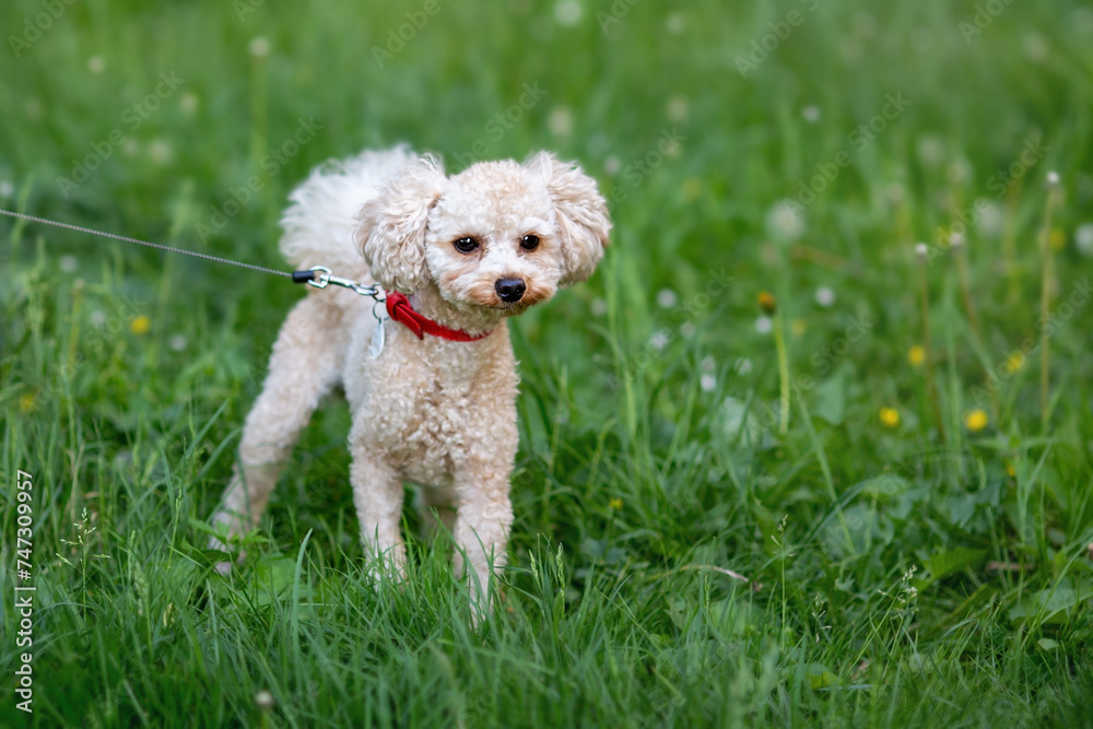 A cute poodle on a leash is standing on a green lawn